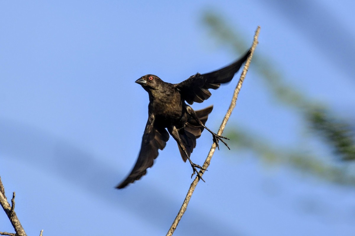 Bronzed Cowbird - David de Rivera Tønnessen