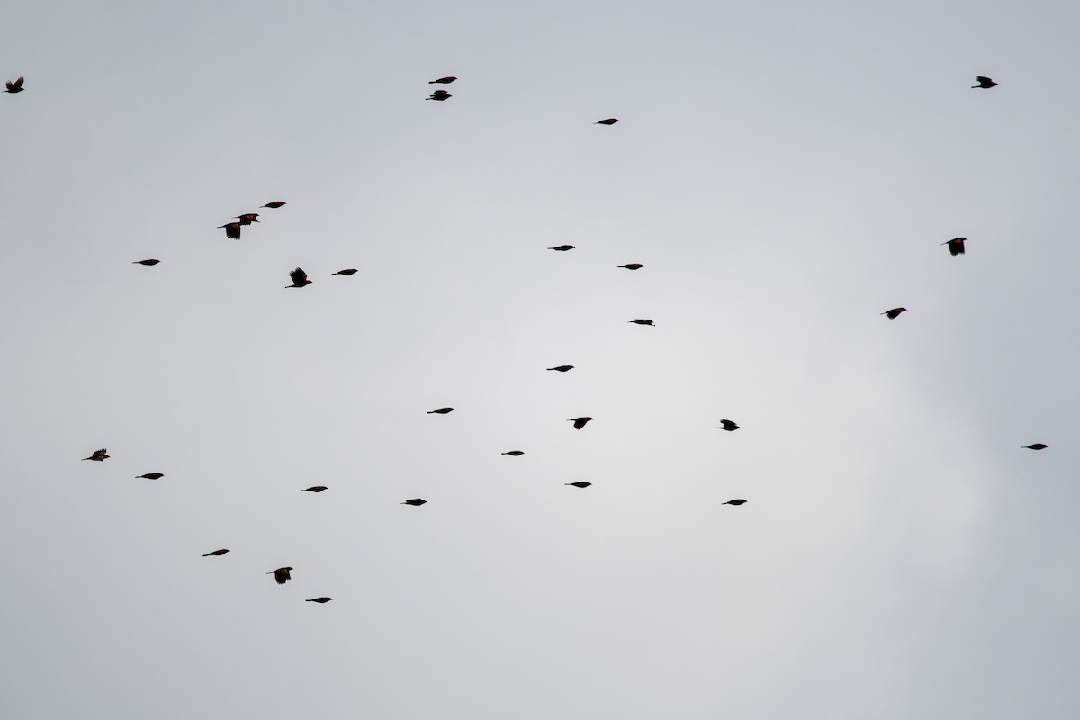 Red-winged Blackbird - ML503033171