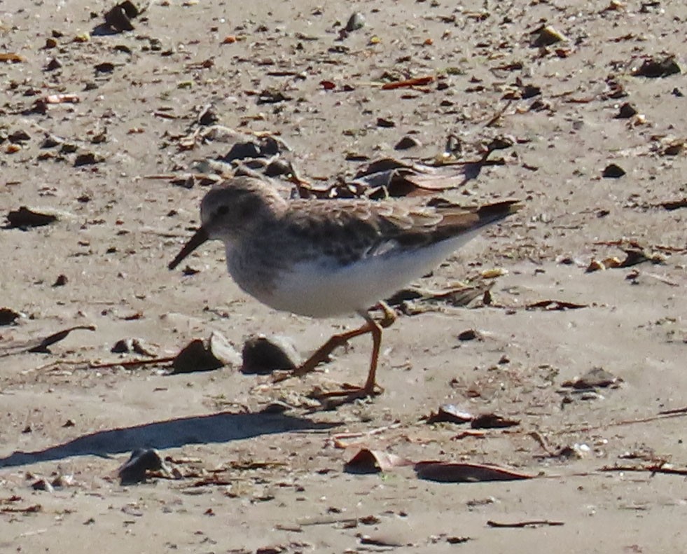 Least Sandpiper - ML503033981