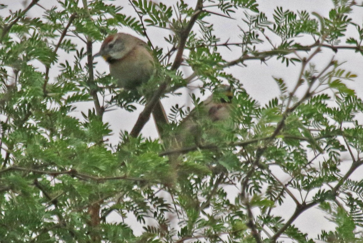 Chotoy Spinetail - ML503034371