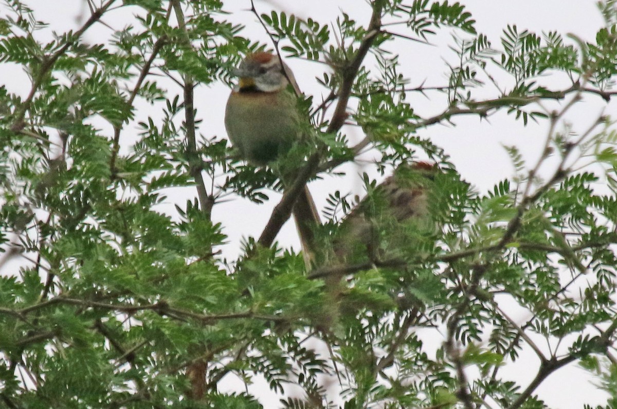 Chotoy Spinetail - ML503034531