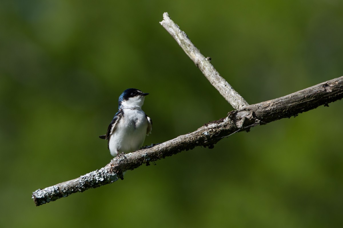White-rumped Swallow - ML503034781