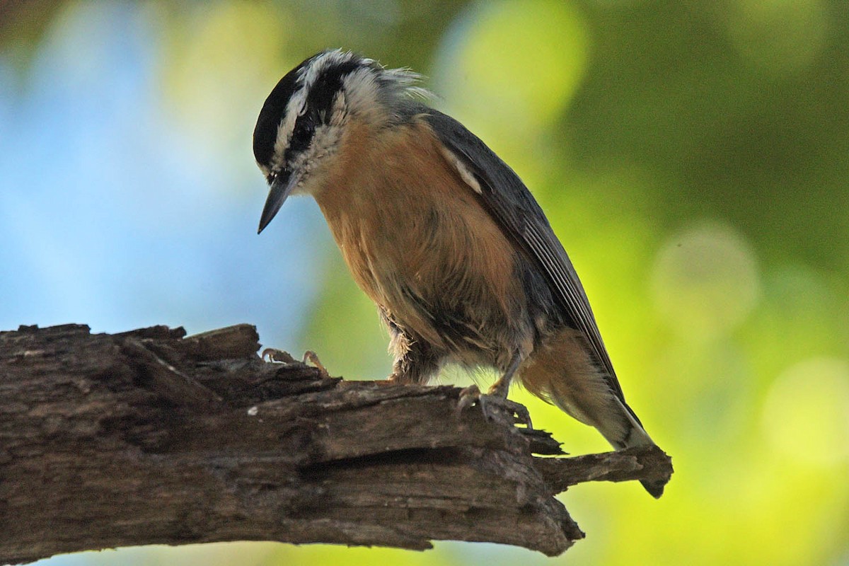 Red-breasted Nuthatch - ML503035311