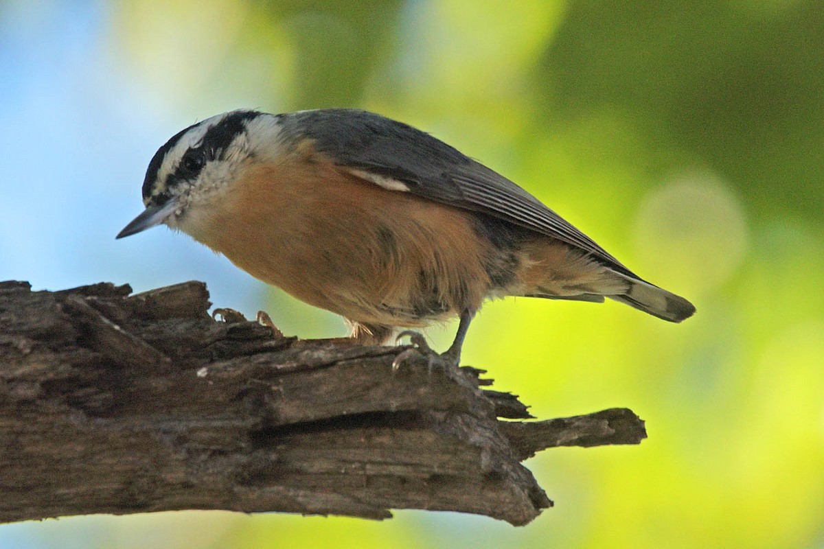 Red-breasted Nuthatch - ML503035321