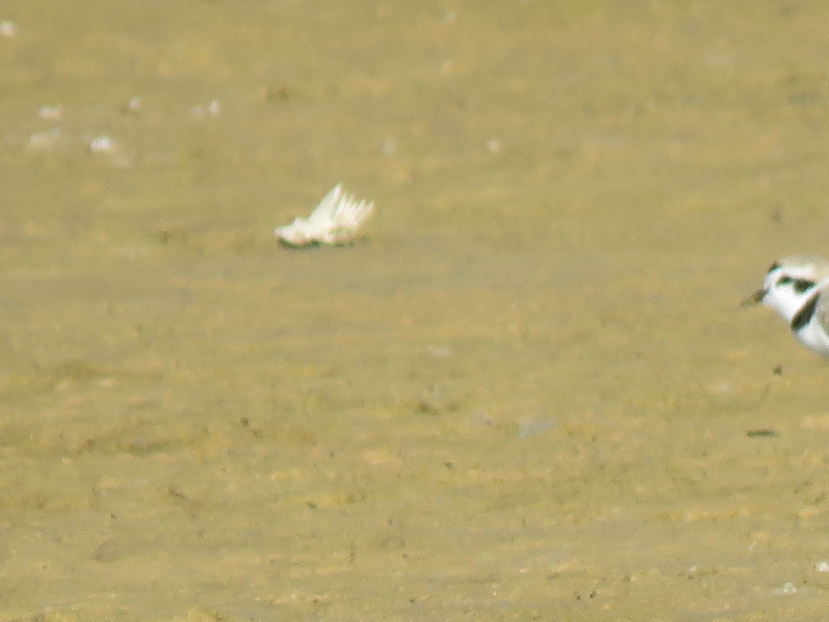 Snowy Plover - Nancy Henke