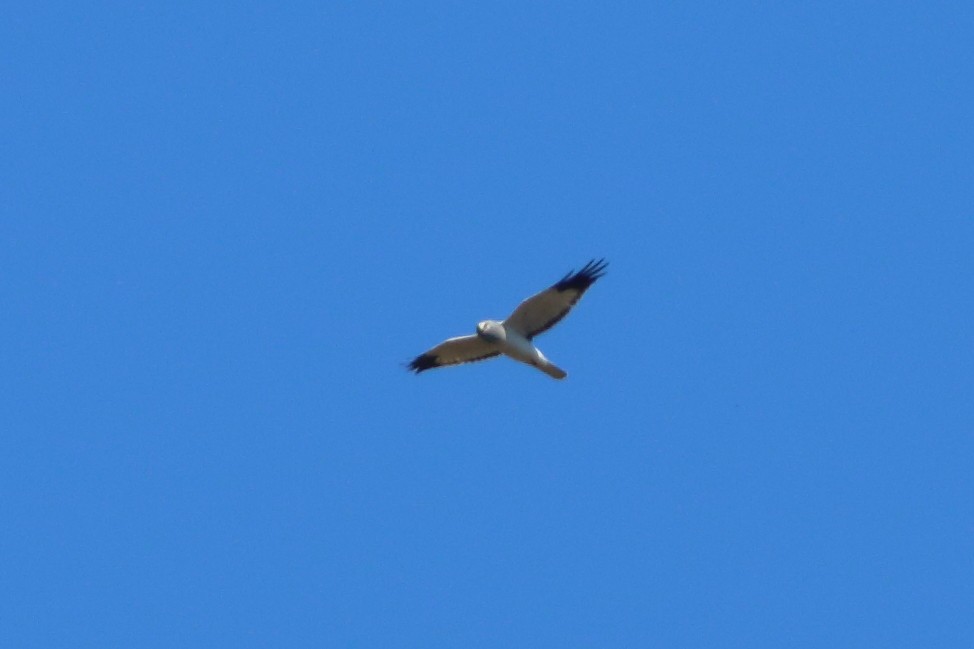 Hen Harrier - ML503038221