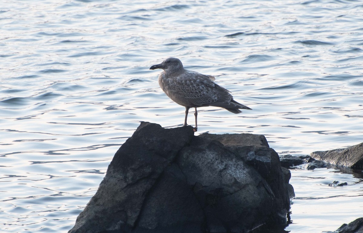 Glaucous-winged Gull - ML503039591
