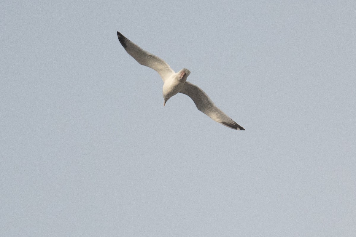 Goéland argenté (smithsonianus) - ML503040111