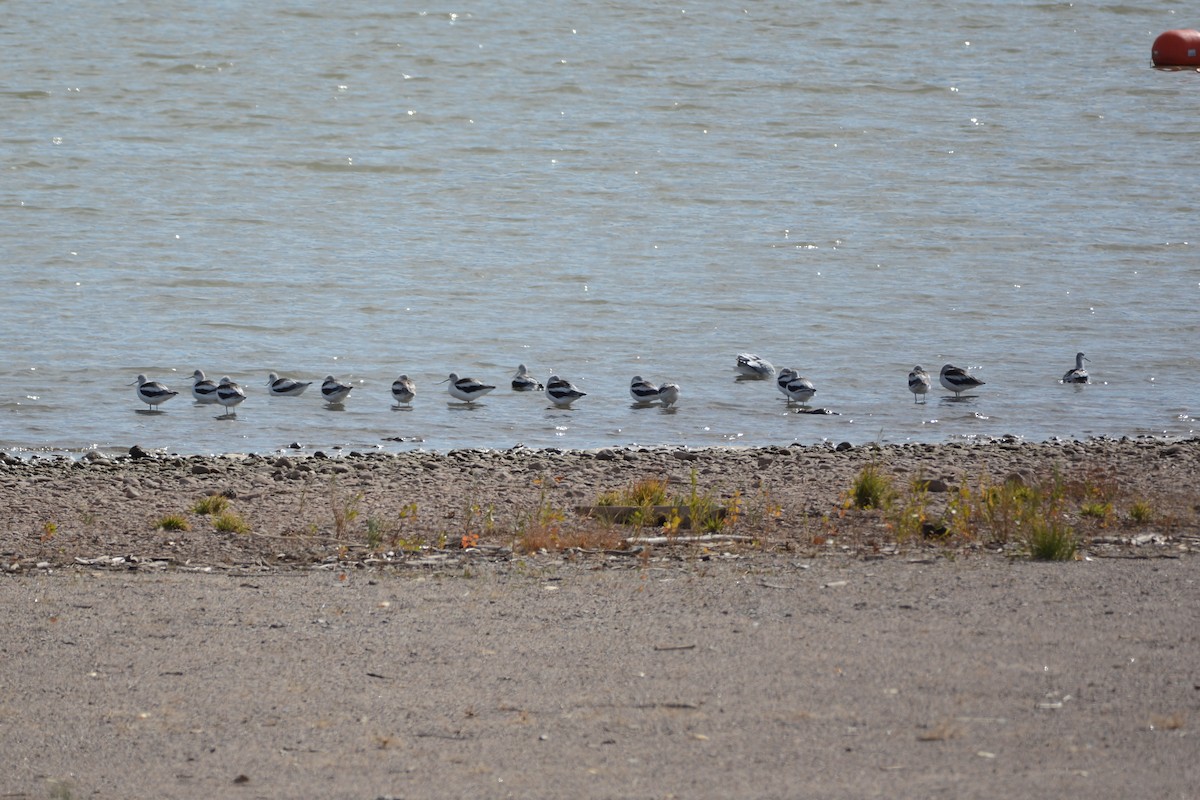 Avocette d'Amérique - ML503040501