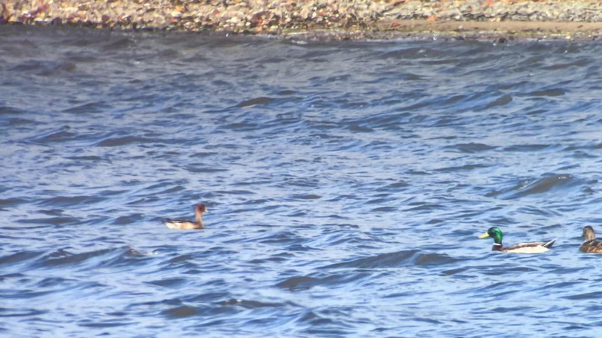 Eurasian Wigeon - ML503041751