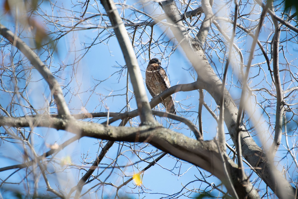 Red-shouldered Hawk - ML503042331