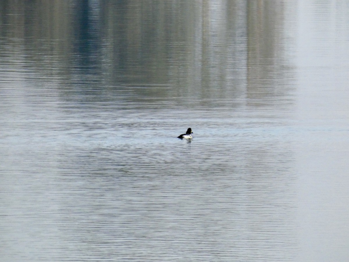 Common Goldeneye - ML503042731