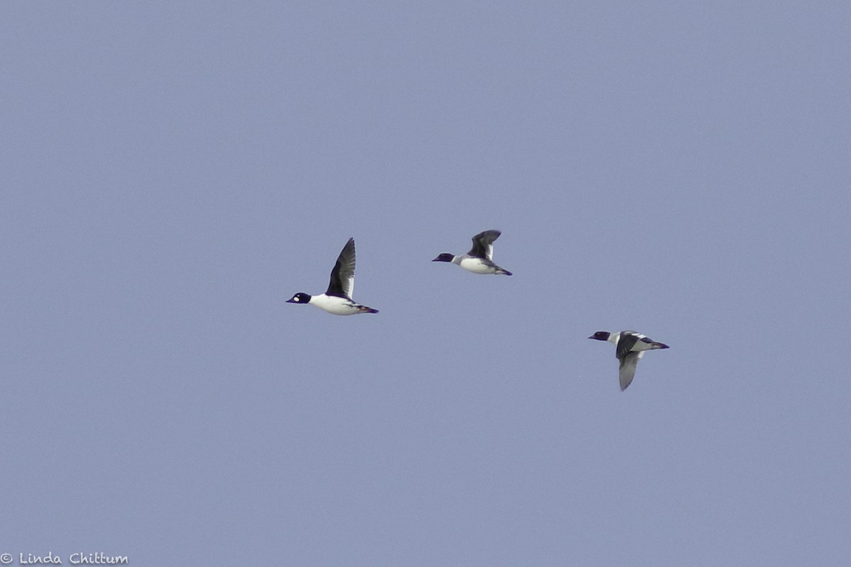 Common Goldeneye - Linda Chittum