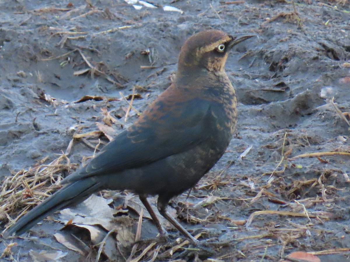 Rusty Blackbird - ML503044621