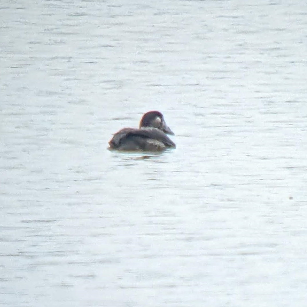 Surf Scoter - ML503045841