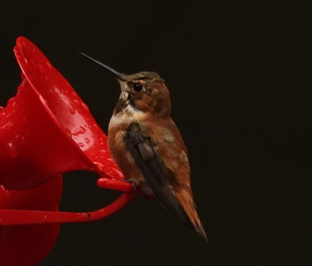 Rufous Hummingbird - ML503046891