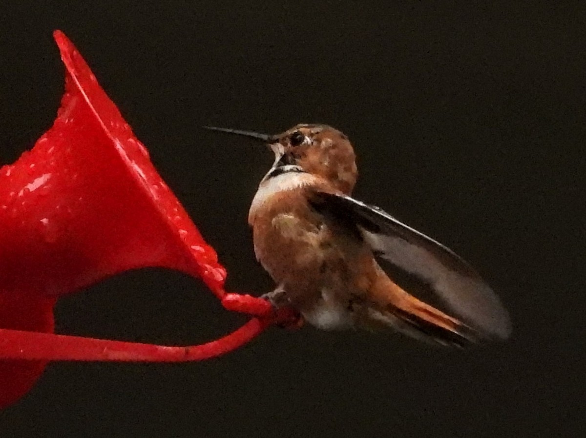 Rufous Hummingbird - ML503046971