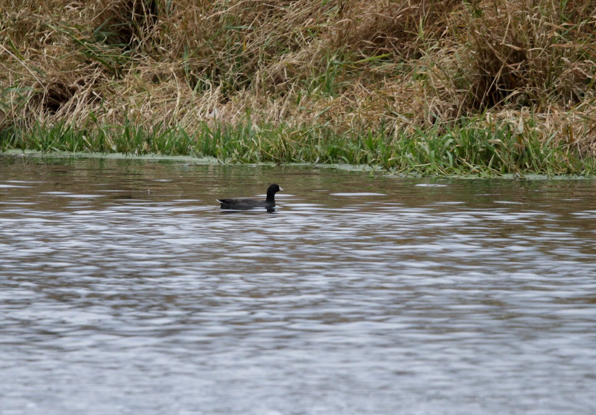 American Coot - ML503047061