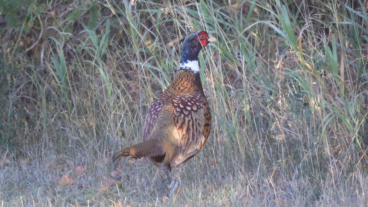 Ring-necked Pheasant - ML503047821