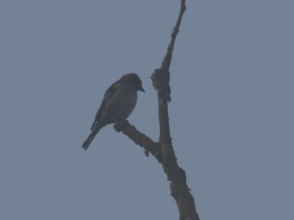 Common Chaffinch - ML503047831