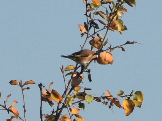 Chardonneret élégant - ML503047951