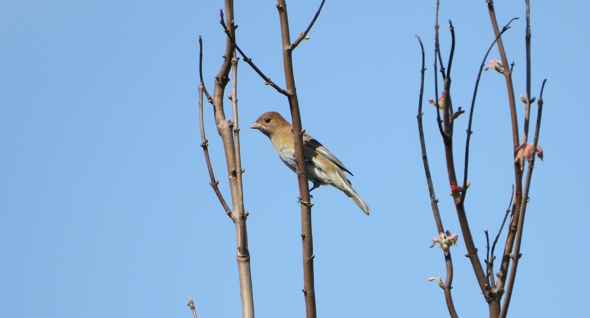 Indigo Bunting - Mark Penkower