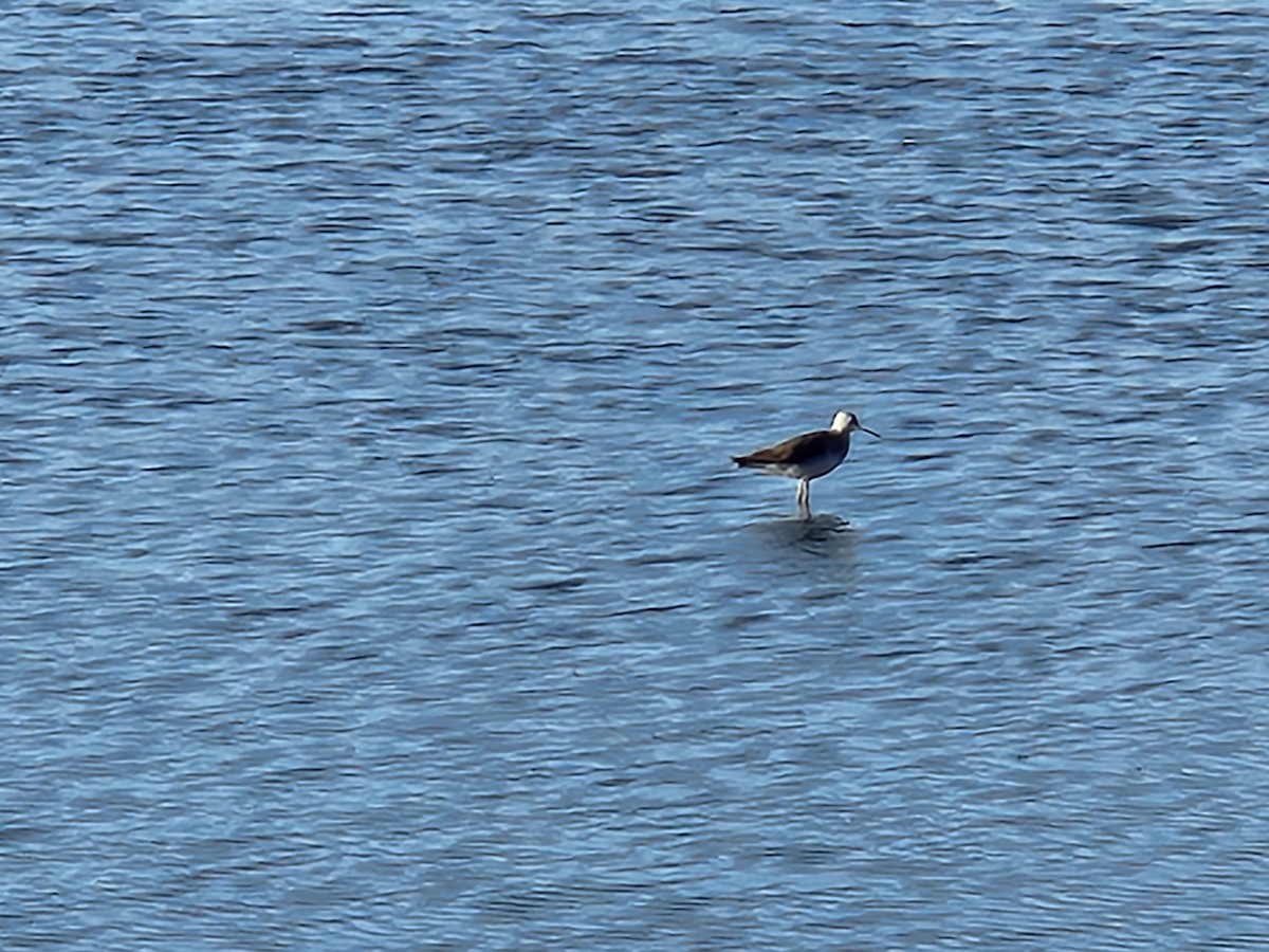 Greater Yellowlegs - ML503048181