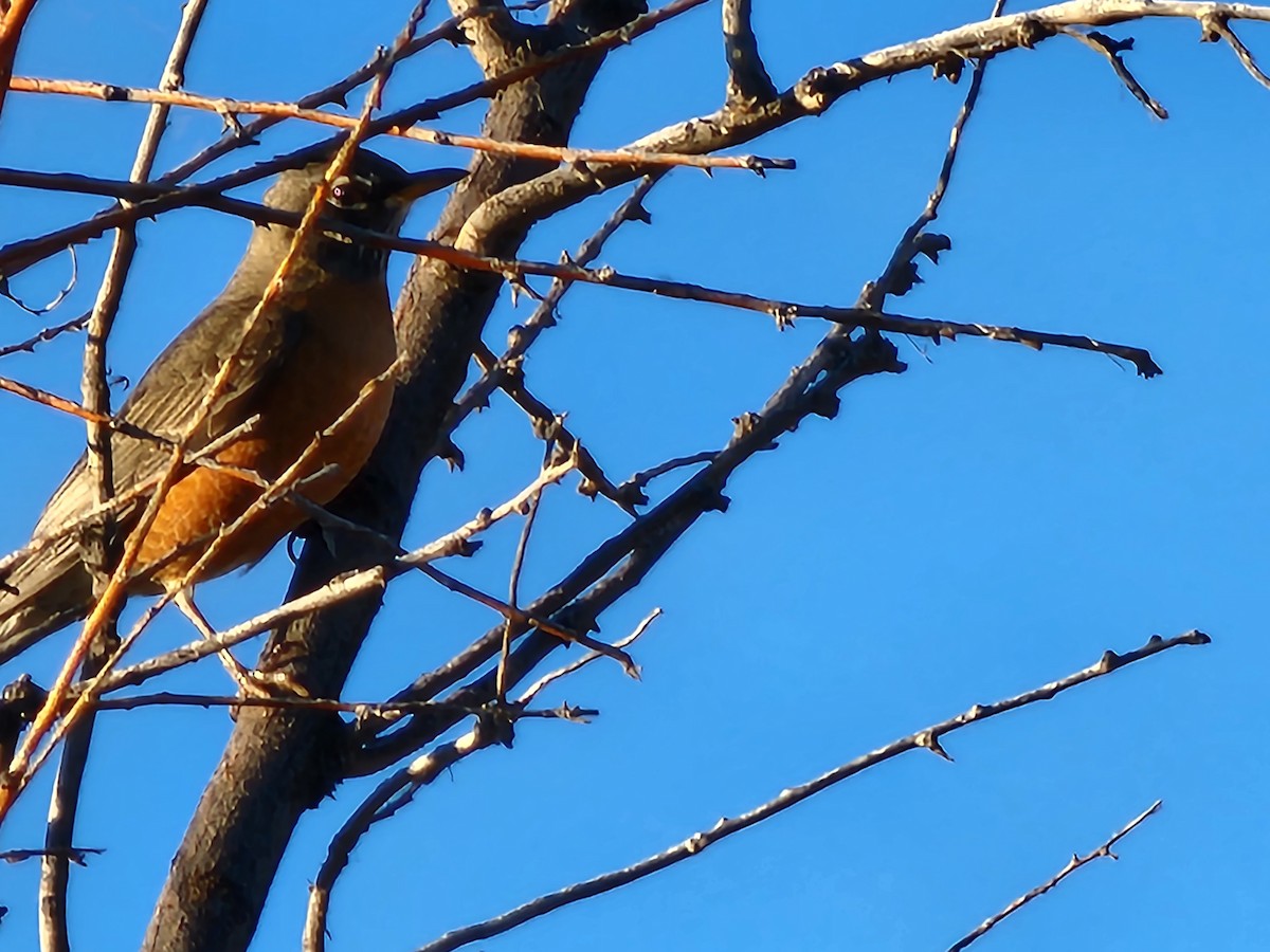 American Robin - ML503048521