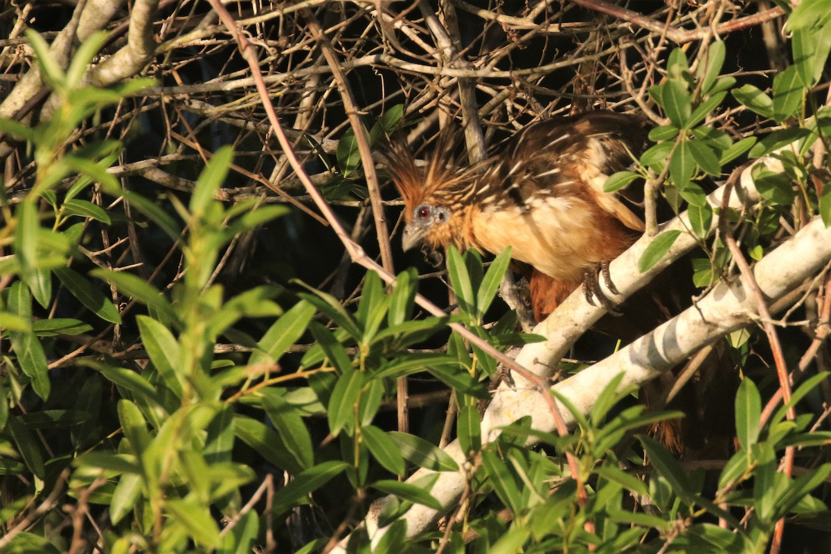 hoatzin - ML503048771