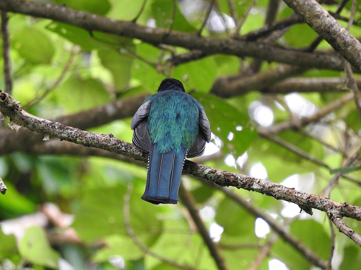 Collared Trogon - Alfredo Rosas