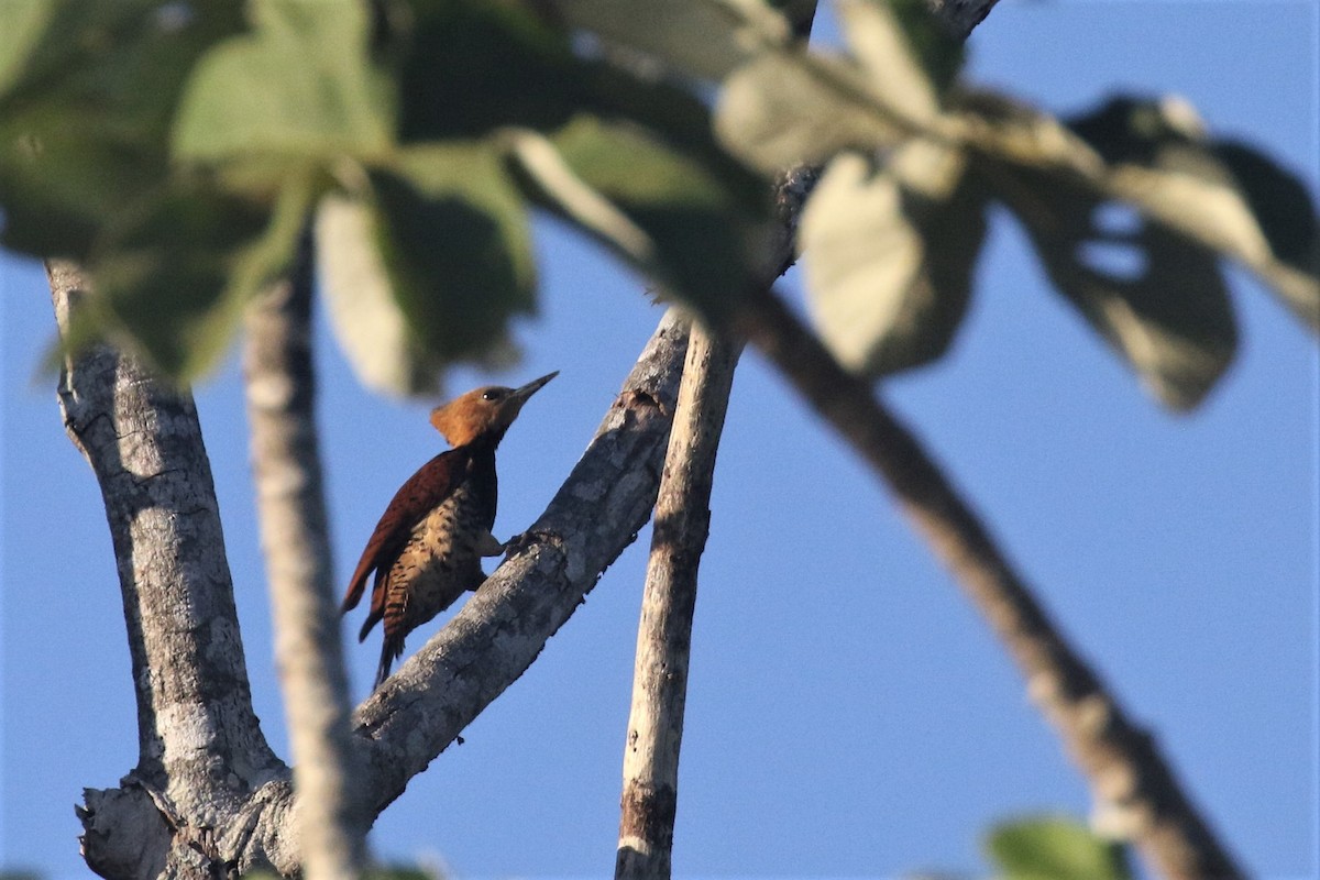 Ringed Woodpecker - ML503049101