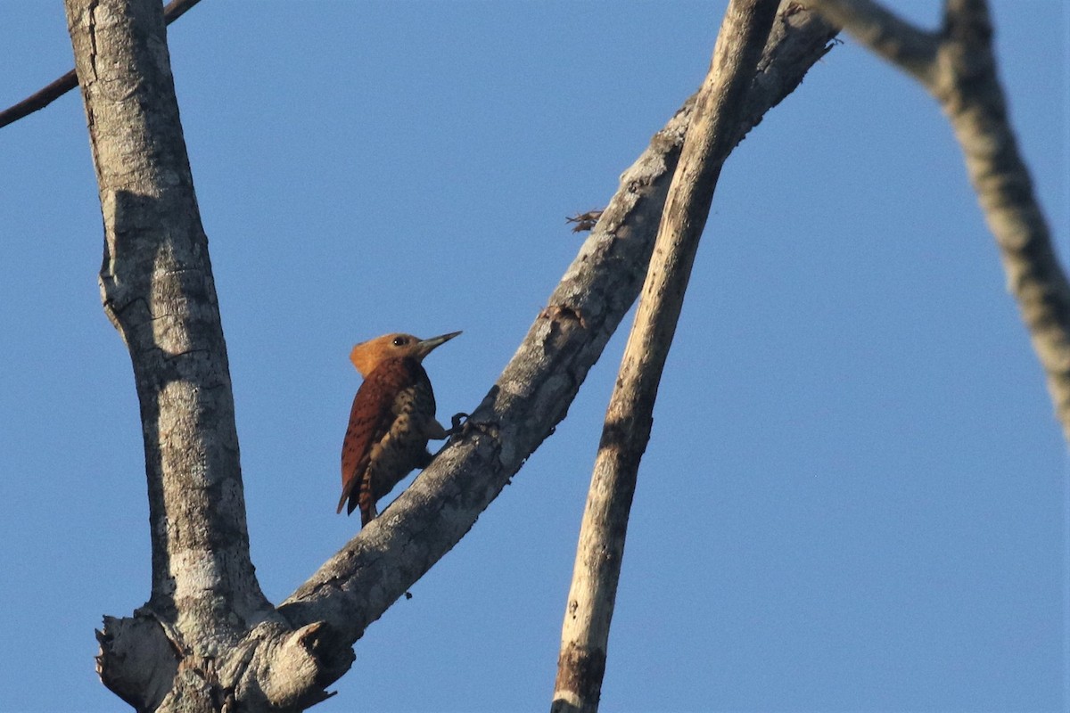 Ringed Woodpecker - ML503049111