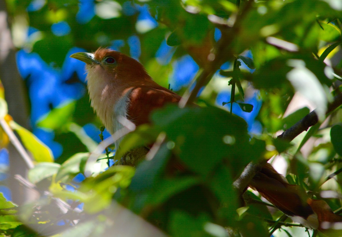 Squirrel Cuckoo - Nate Brown