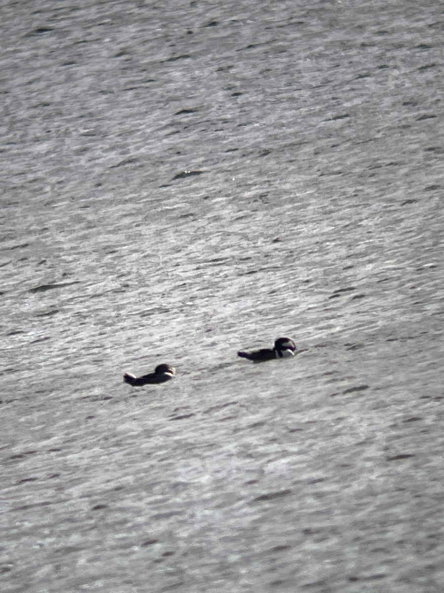 Hooded Merganser - ML503049591