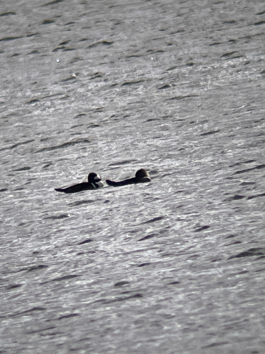 Hooded Merganser - ML503049601