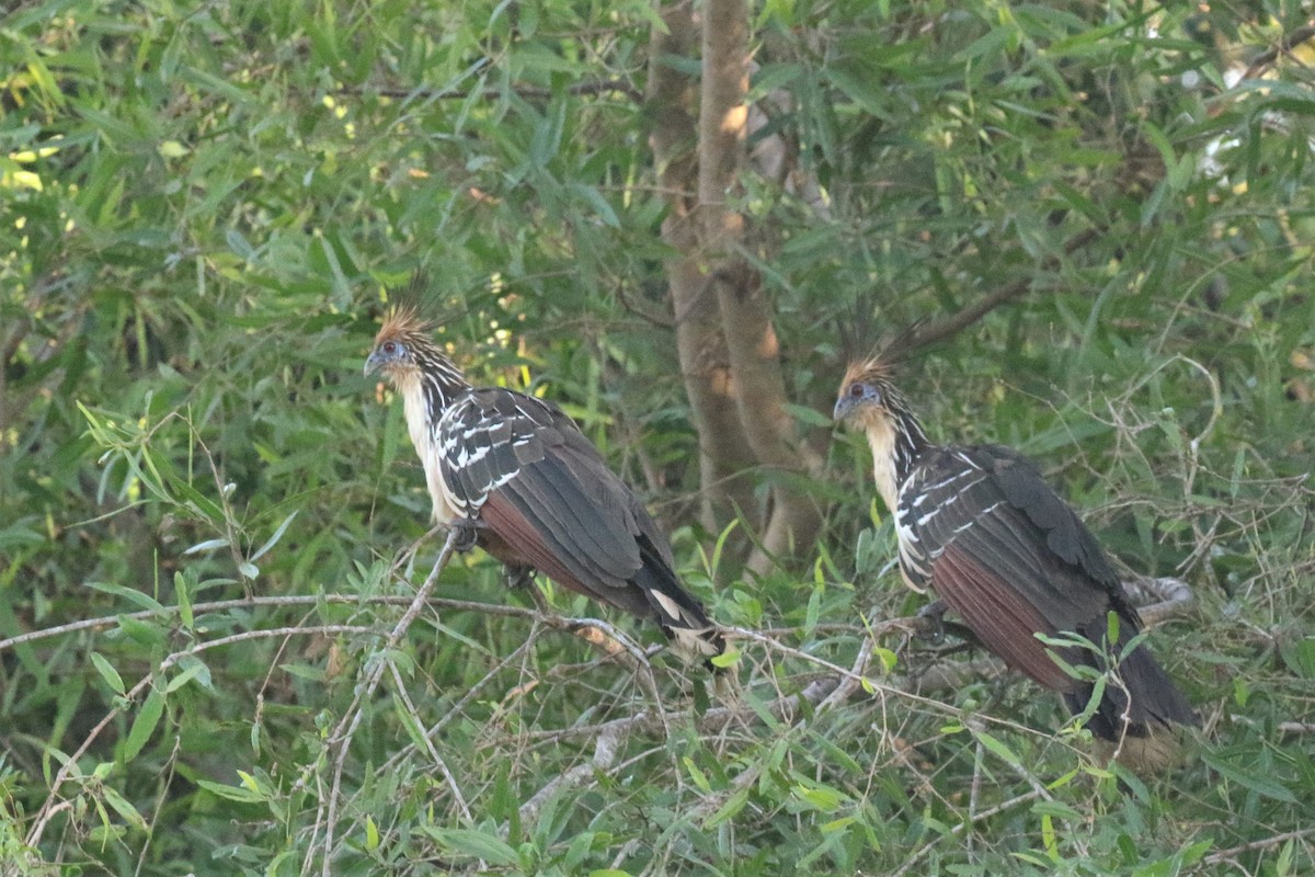 Hoatzin - ML503049831