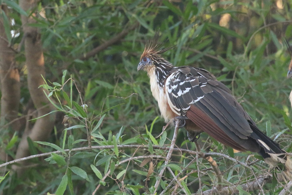 hoatzin - ML503049851