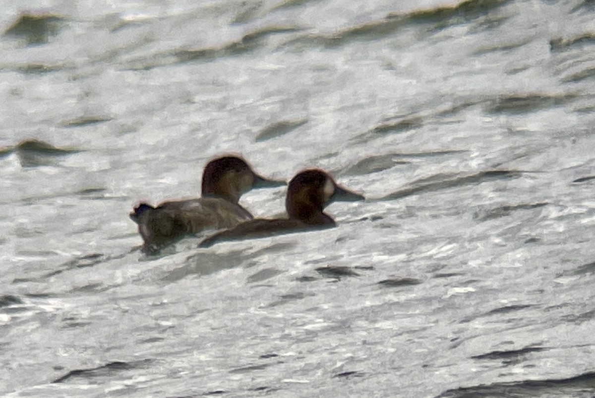 Greater Scaup - ML503049871