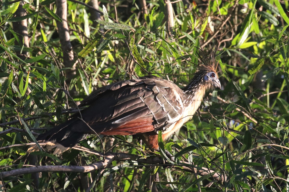 hoatzin - ML503049881