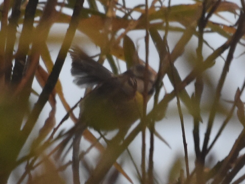 Mésange bleue - ML503049911