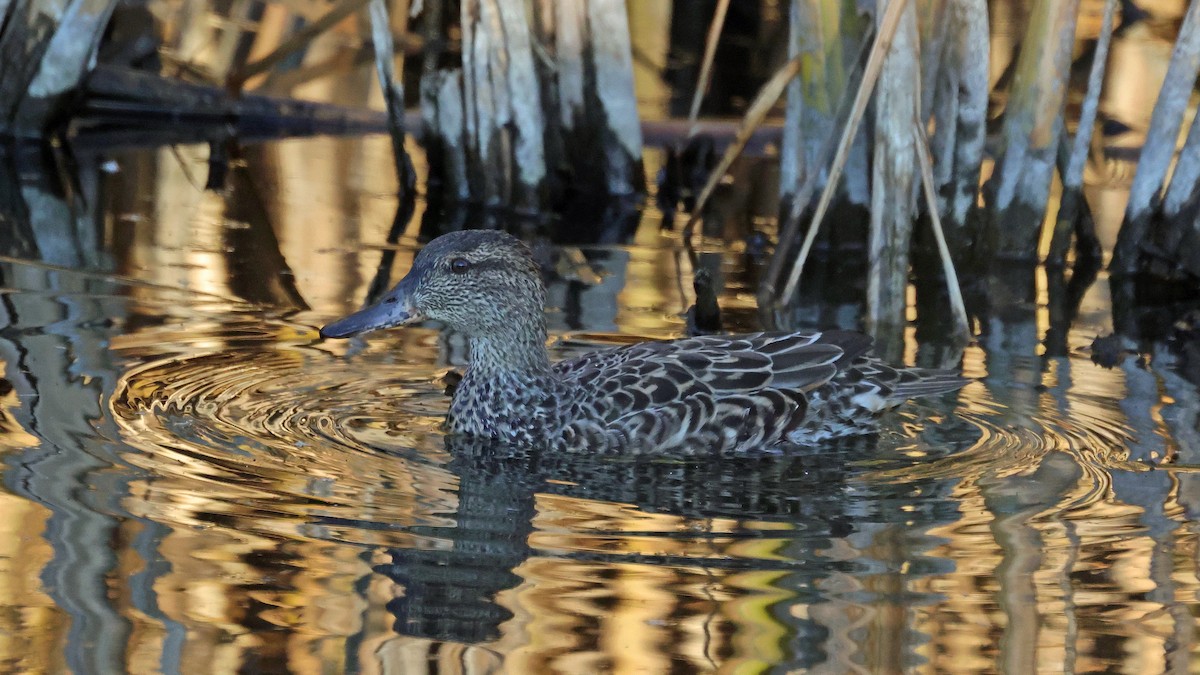 Green-winged Teal - ML503050051