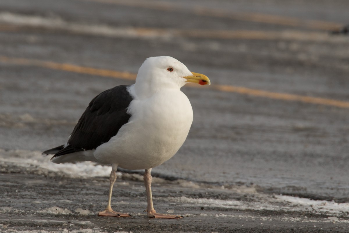 Great Black-backed Gull - ML503050161