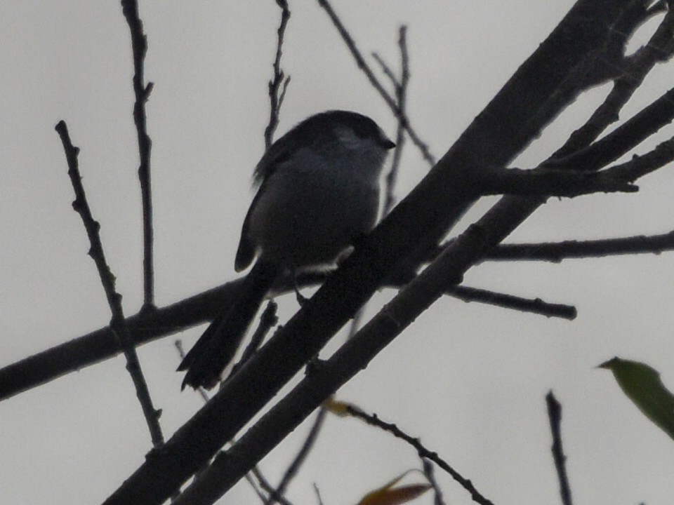 Long-tailed Tit - ML503050201