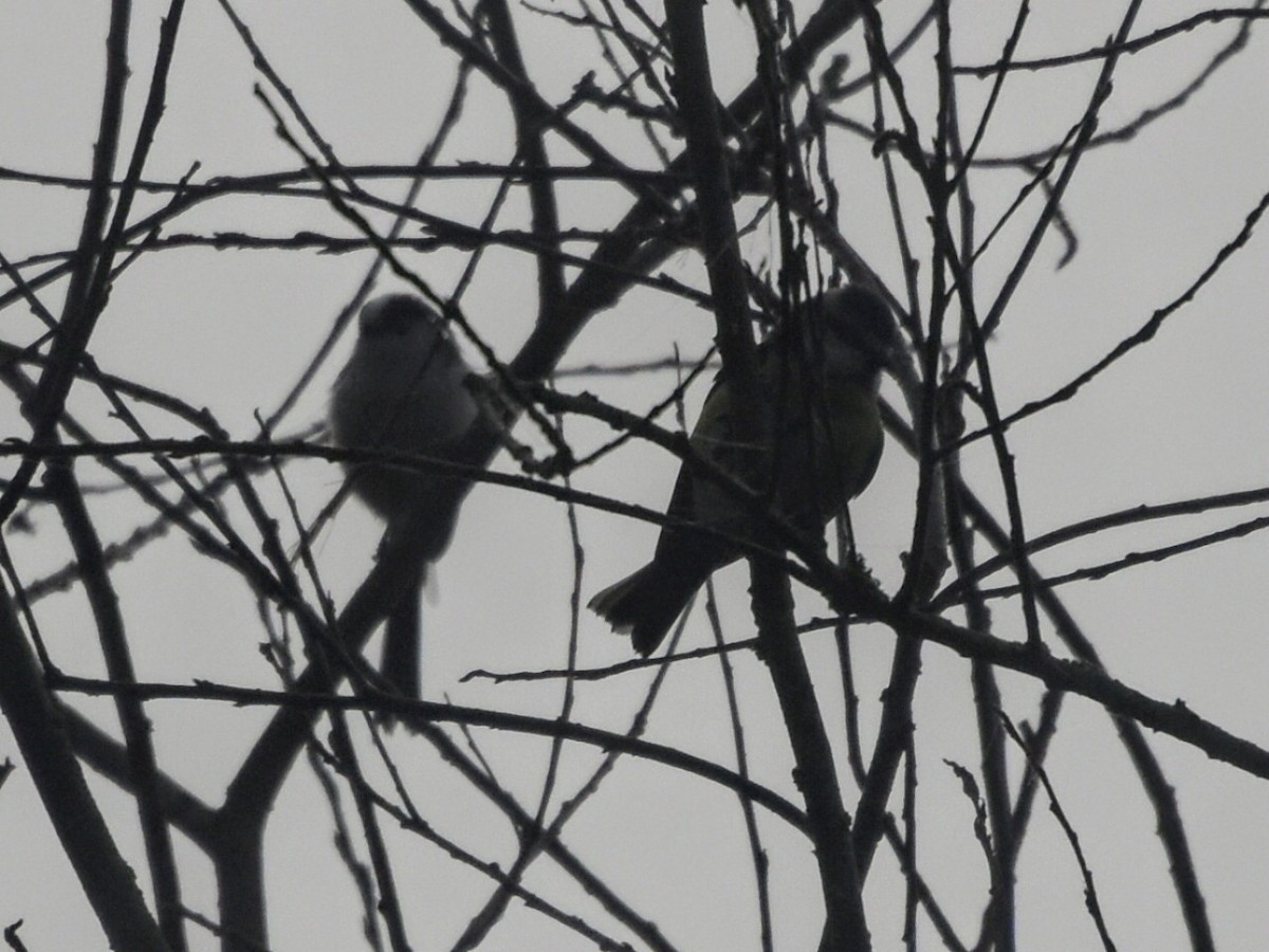 Long-tailed Tit - ML503050211