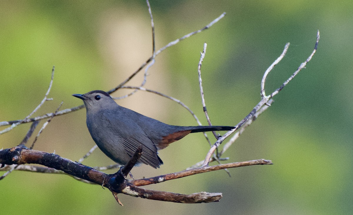 Gray Catbird - ML503050981