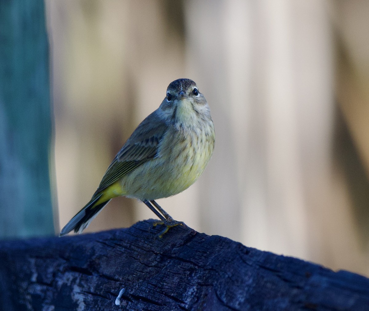 Palm Warbler - ML503051121