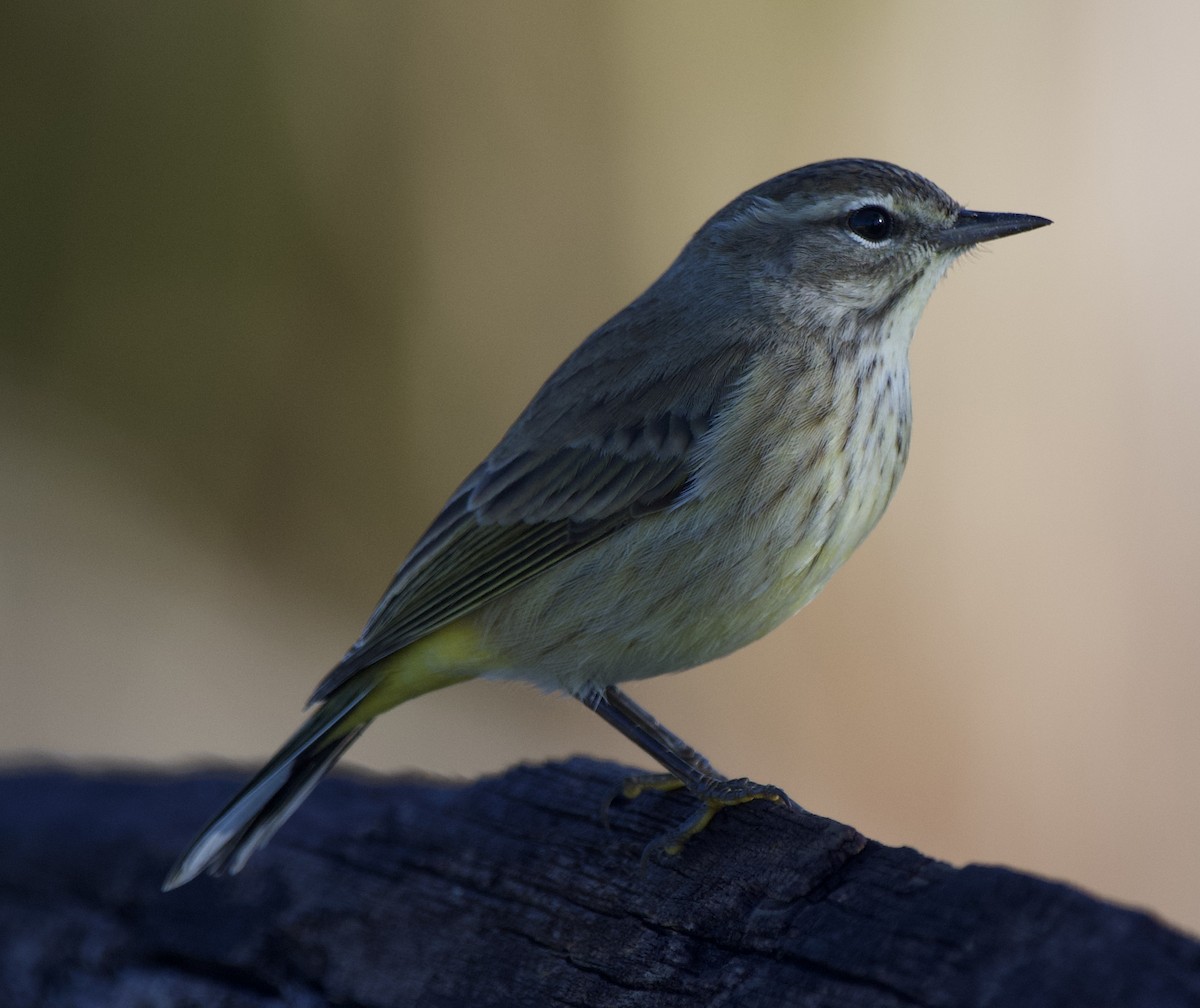 Palm Warbler - ML503051131