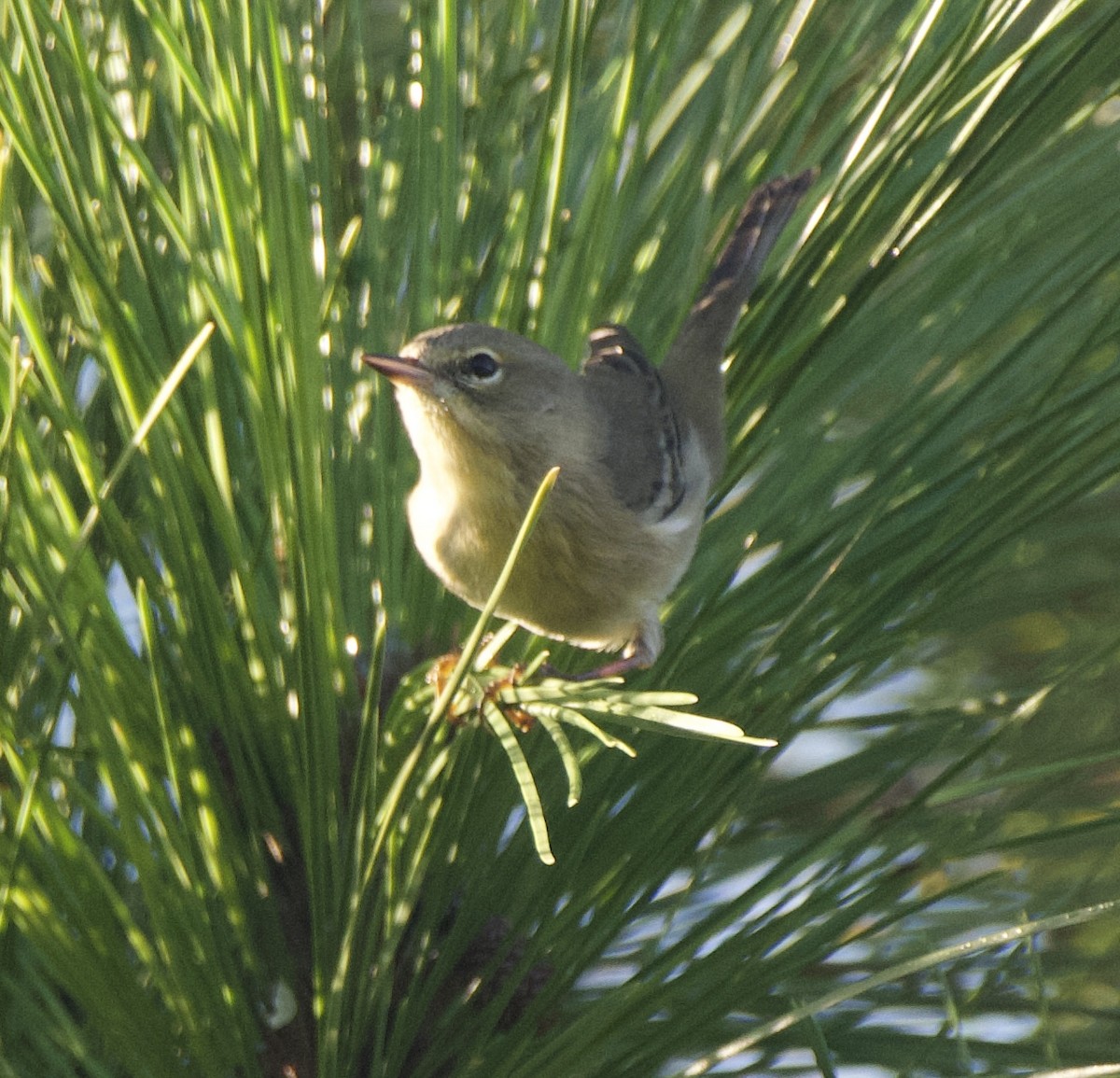 Pine Warbler - ML503051261