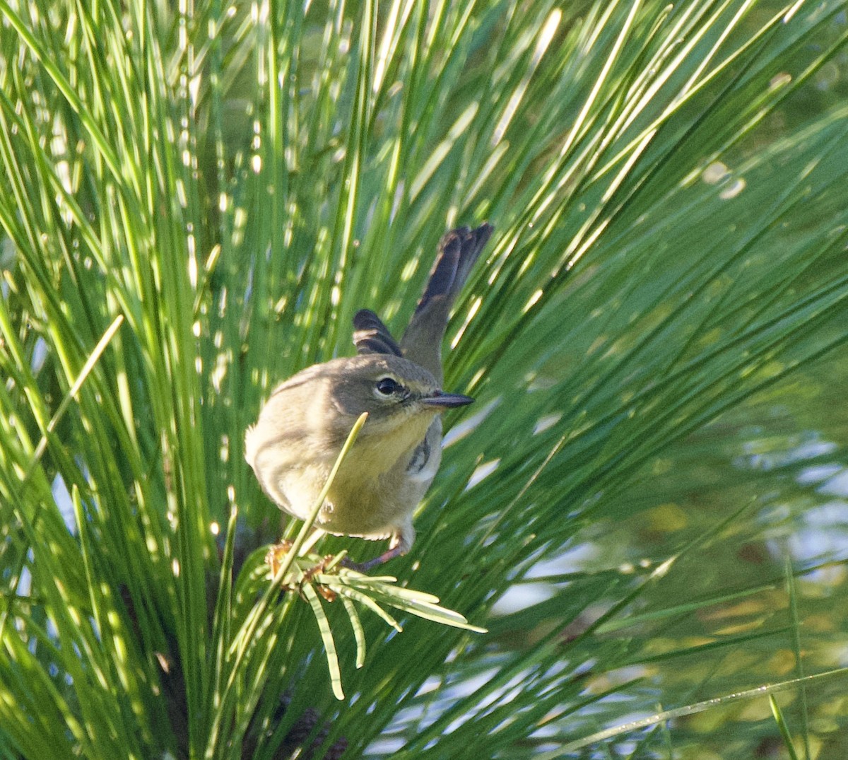 Pine Warbler - ML503051281