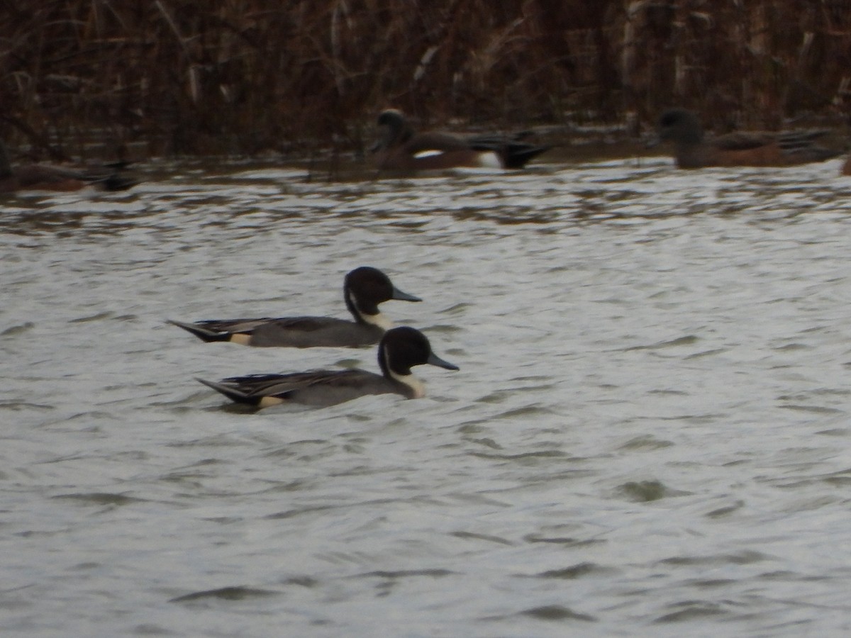 Northern Pintail - ML503051511